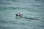 grey seal