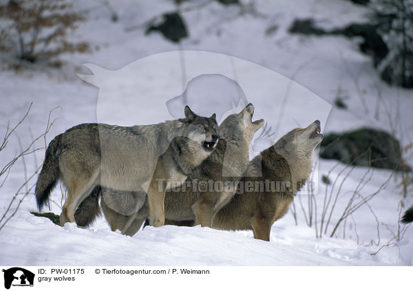 gray wolves / PW-01175