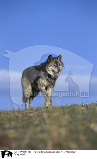 Grauwolf / Gray Wolf / PW-01178