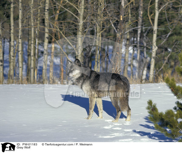 Grauwolf / Gray Wolf / PW-01183