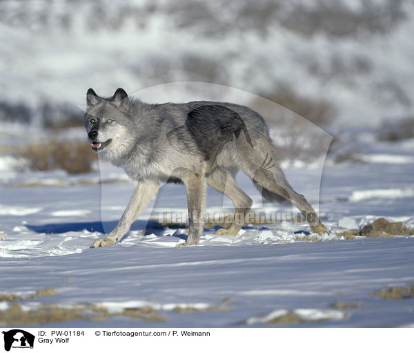 Grauwolf / Gray Wolf / PW-01184