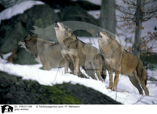 Grauwlfe / gray wolves / PW-01186