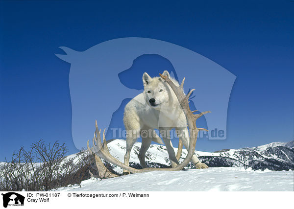 Gray Wolf / PW-01187