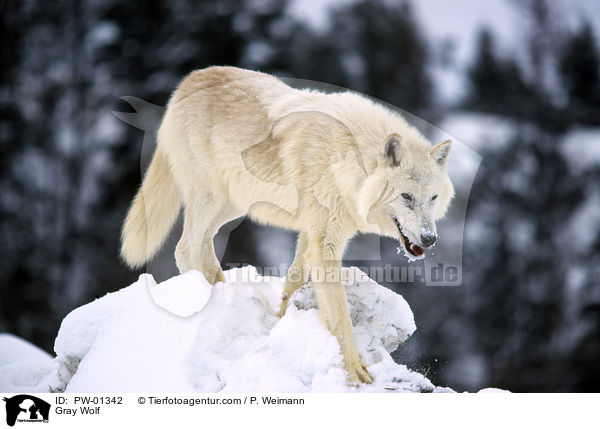 Grauwolf / Gray Wolf / PW-01342