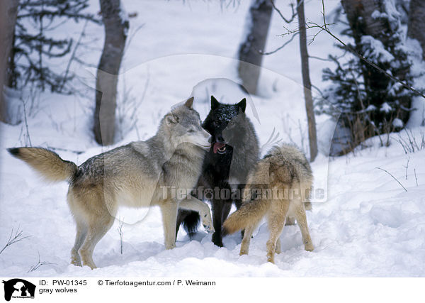Grauwlfe / gray wolves / PW-01345