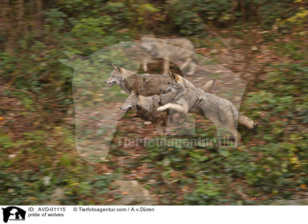 Wolfsgruppe / pride of wolves / AVD-01115