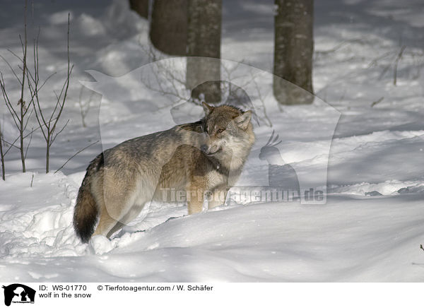 Wolf im Schnee / wolf in the snow / WS-01770