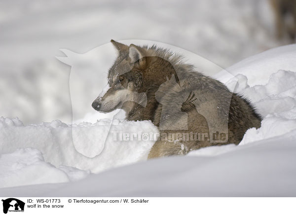 Wolf im Schnee / wolf in the snow / WS-01773