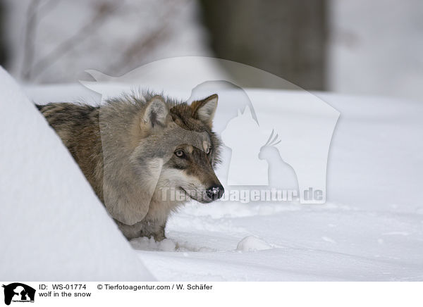 Wolf im Schnee / wolf in the snow / WS-01774