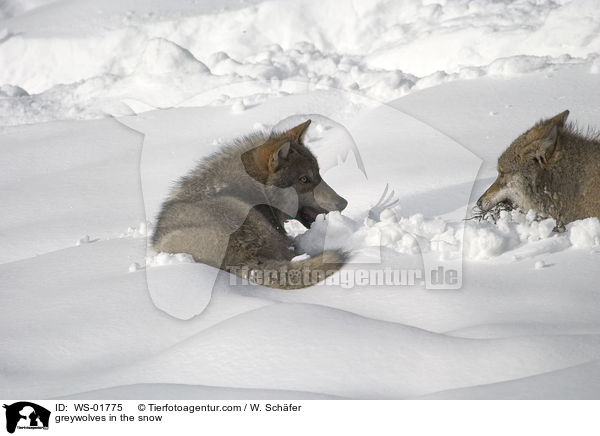 Grauwlfe im Schnee / greywolves in the snow / WS-01775