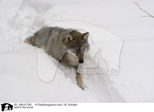 Wolf im Schnee / wolf in the snow / WS-01782