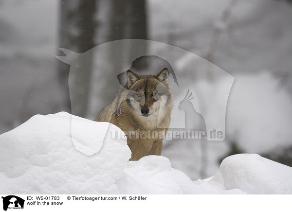 Wolf im Schnee / wolf in the snow / WS-01783