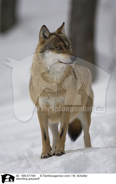 stehender Grauwolf / standing greywolf / WS-01784