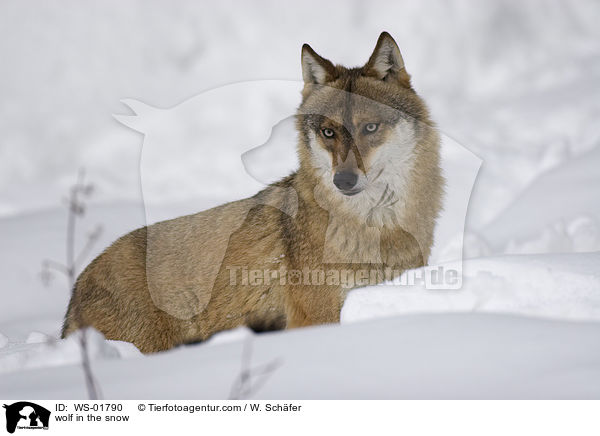 Wolf im Schnee / wolf in the snow / WS-01790