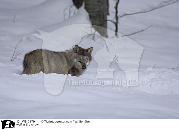 wolf in the snow / WS-01791