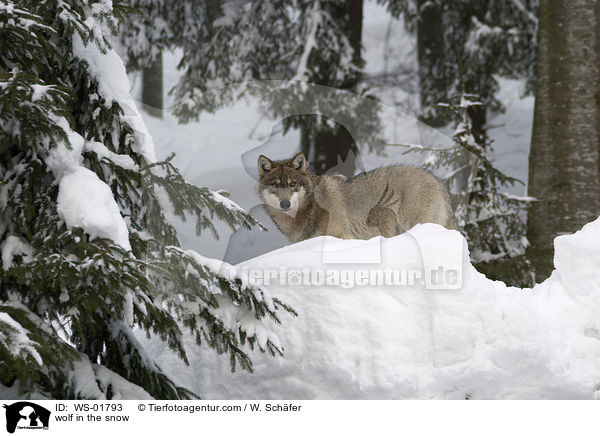 wolf in the snow / WS-01793