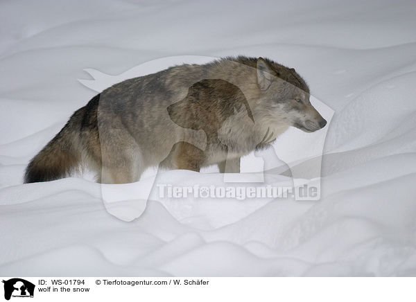 Wolf im Schnee / wolf in the snow / WS-01794