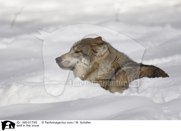 wolf in the snow / WS-01795