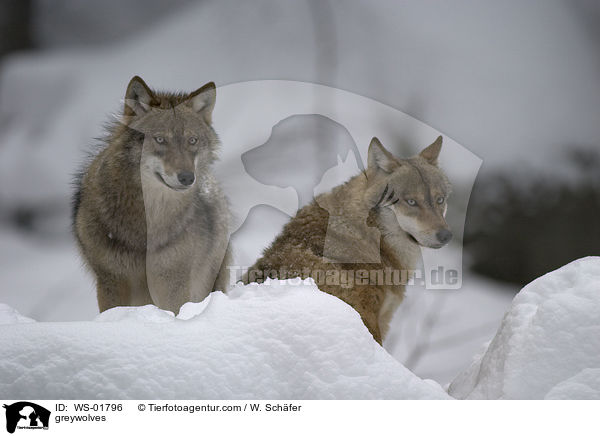 Grauwlfe / greywolves / WS-01796