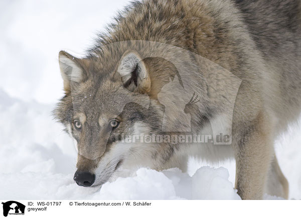Grauwolf / greywolf / WS-01797