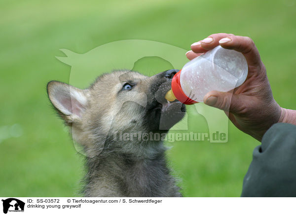 drinking young greywolf / SS-03572