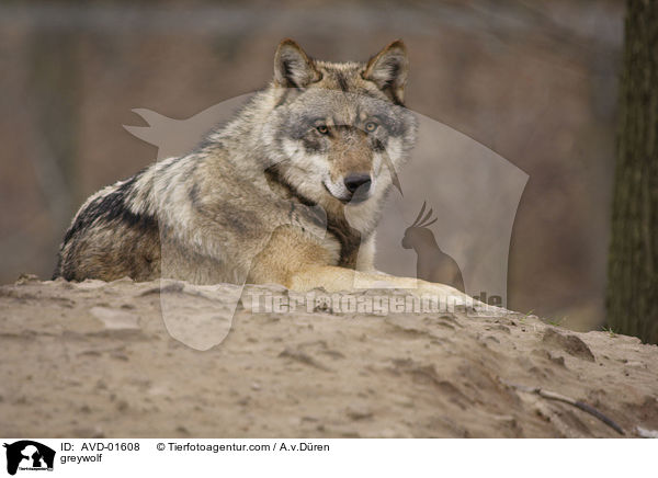 Grauwolf / greywolf / AVD-01608
