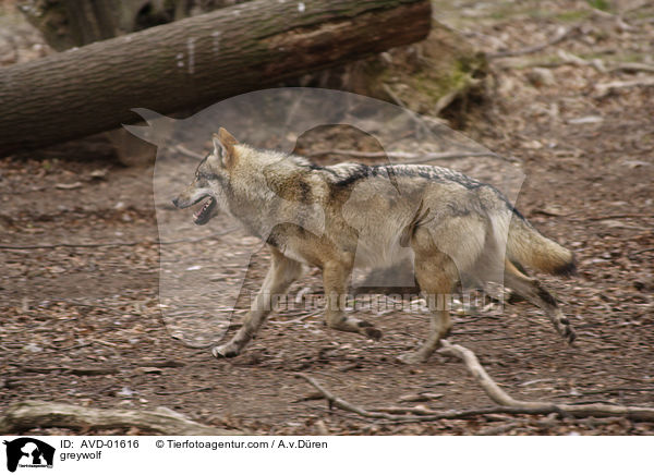 Grauwolf / greywolf / AVD-01616