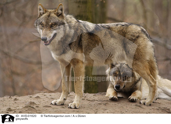 Grauwlfe / greywolfs / AVD-01620