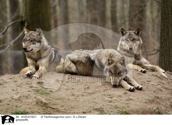 Grauwlfe / greywolfs / AVD-01621