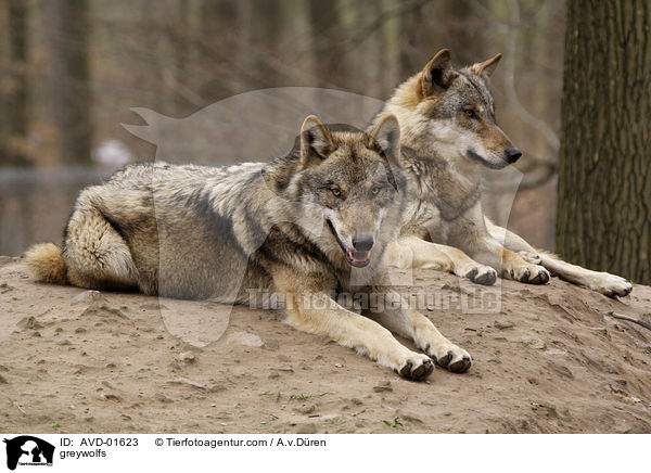 Grauwlfe / greywolfs / AVD-01623
