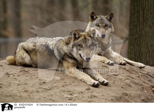 Grauwlfe / greywolfs / AVD-01624
