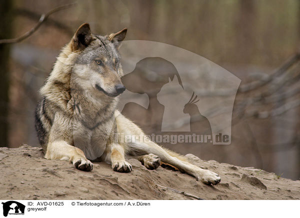 Grauwolf / greywolf / AVD-01625