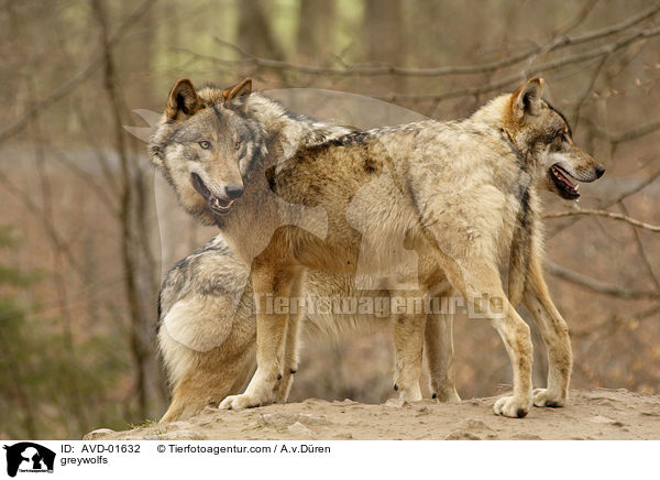 Grauwlfe / greywolfs / AVD-01632