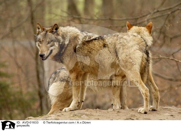 Grauwlfe / greywolfs / AVD-01633