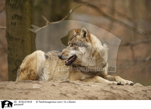 Grauwolf / greywolf / AVD-01634