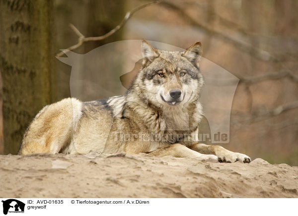 Grauwolf / greywolf / AVD-01635