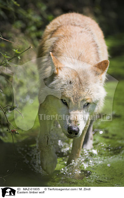 Timberwolf / Eastern timber wolf / MAZ-01805