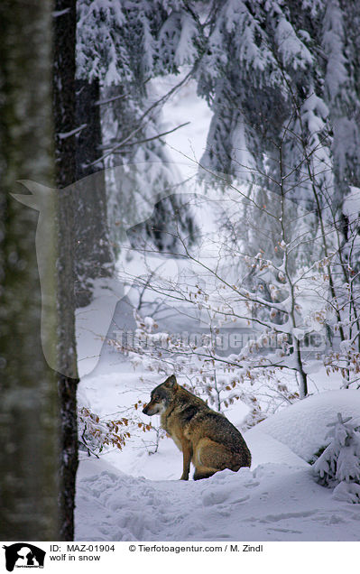 Wolf im Schnee / wolf in snow / MAZ-01904