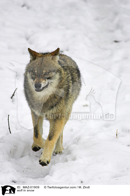 wolf in snow / MAZ-01909