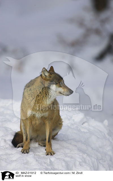 Wolf im Schnee / wolf in snow / MAZ-01912