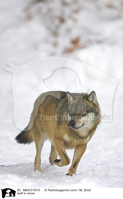 wolf in snow / MAZ-01913