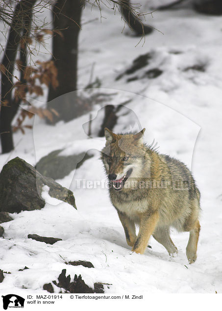 wolf in snow / MAZ-01914