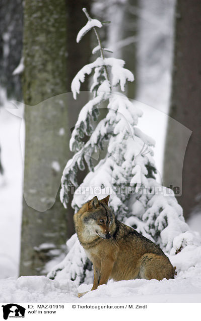 Wolf im Schnee / wolf in snow / MAZ-01916