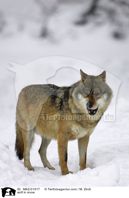 Wolf im Schnee / wolf in snow / MAZ-01917
