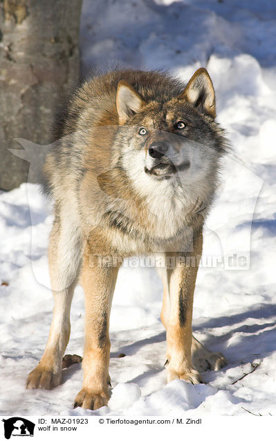 wolf in snow / MAZ-01923