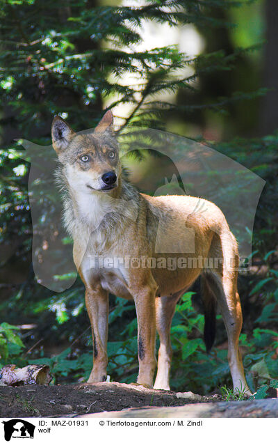 Wolf / wolf / MAZ-01931