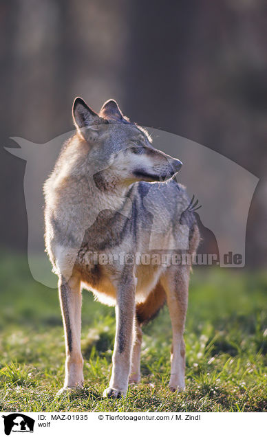 Wolf / wolf / MAZ-01935