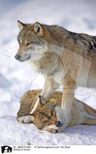 wolves in snow / MAZ-01942