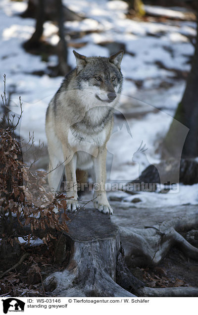stehender Grauwolf / standing greywolf / WS-03146