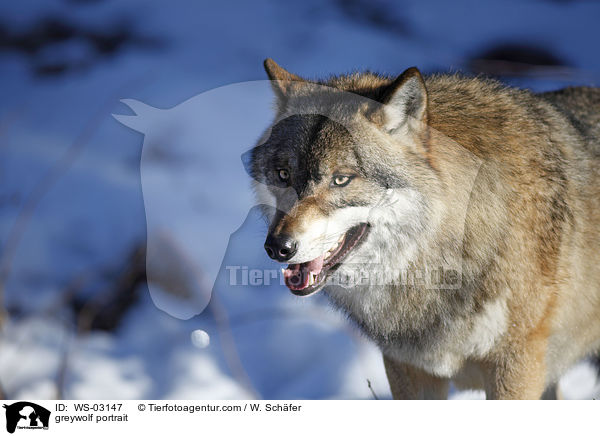 Grauwolf Portrait / greywolf portrait / WS-03147